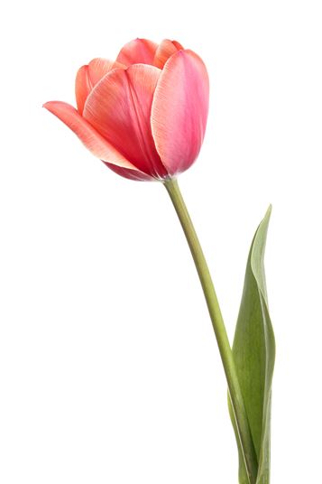 Tulip